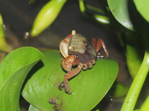 Benin Mangrove Crab