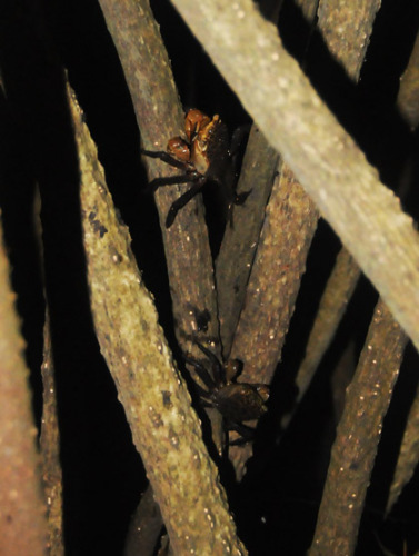 Benin Mangrove Crabs