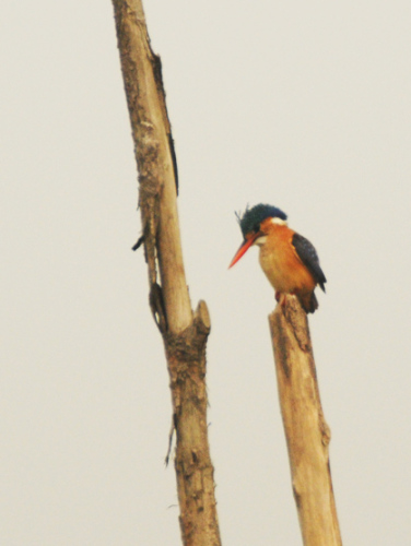 Benin Mangrove Kingfisher