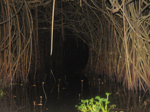 Benin Mangrove Swamp