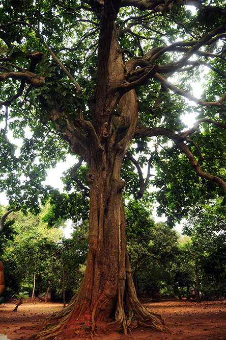 Benin Ouidah Voodoo Forest Tree