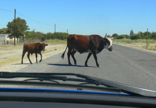 Botswana Cows Highway