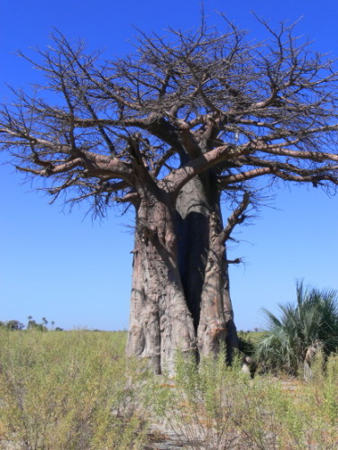 Botswana Baobab Tree