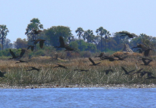 Botswana Okavango Storks
