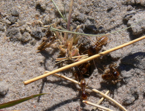 Botswana Termites