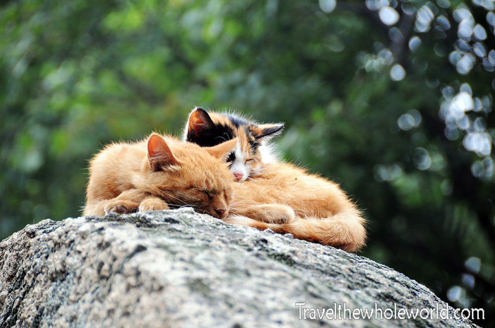 China Mt Huashan Cats