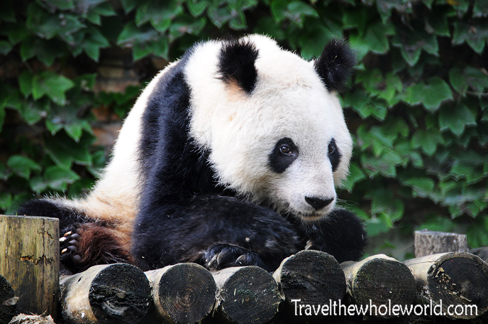 China Wildlife Reserve Panda
