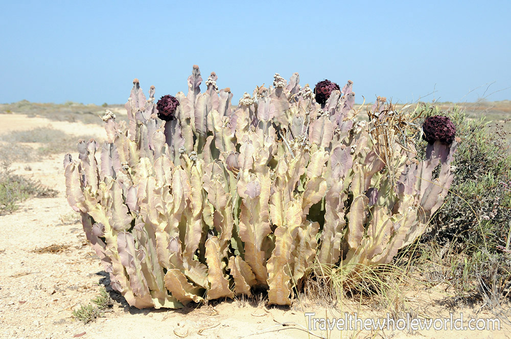 Djibouti Moucha Island Cactus