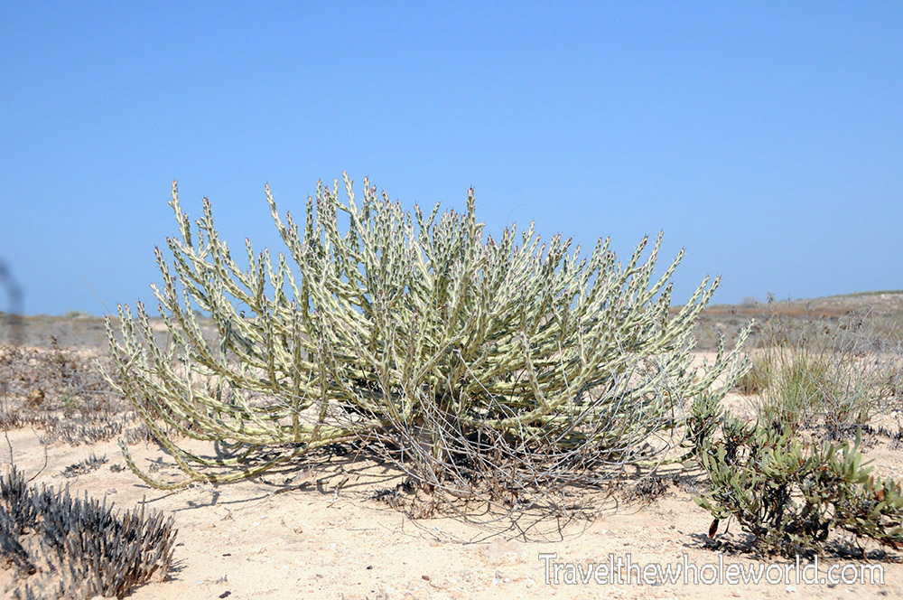 Moucha Island Cactus