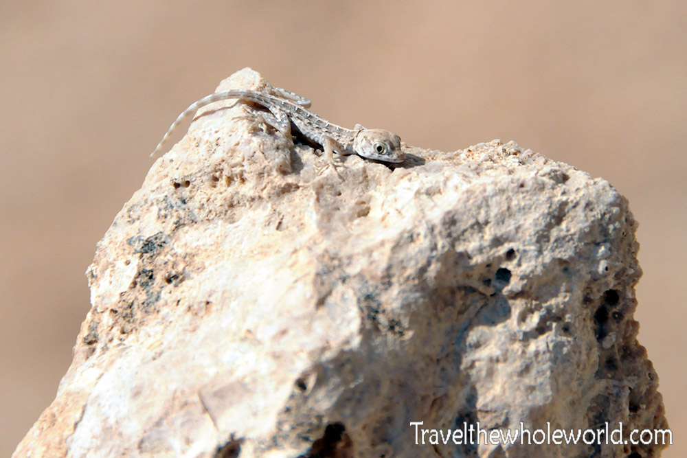Djibouti Moucha Island Lizard