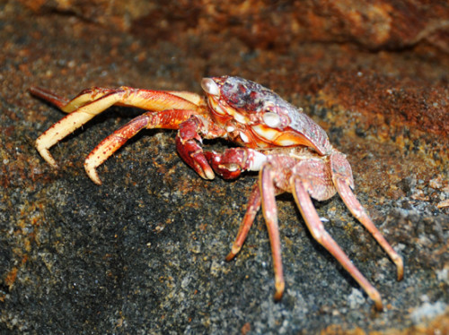 East Timor Dili Crab