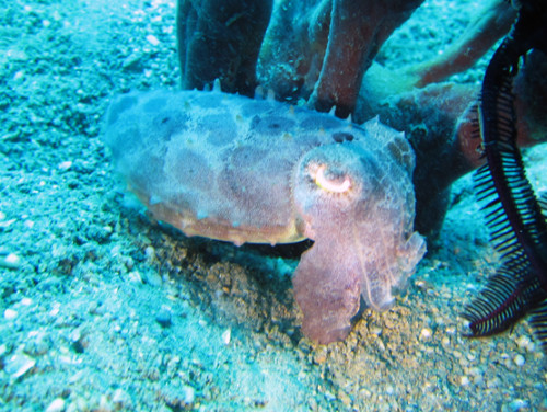 East Timor Scuba Diving Cuttle Fish
