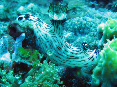 East Timor Diving Sea Slug