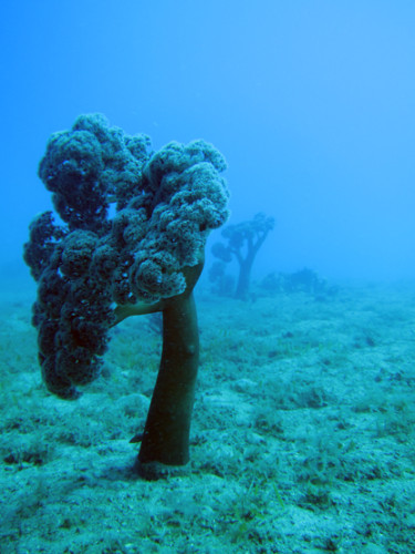East Timor Scuba Diving Tree