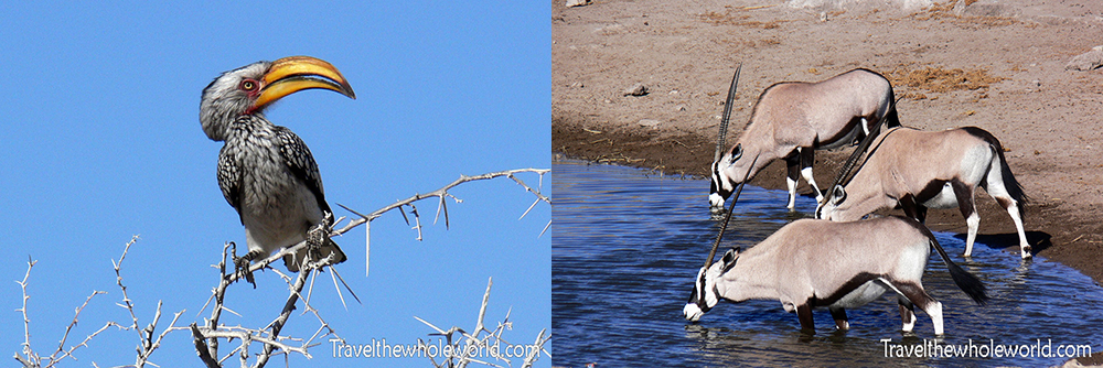 Etosha