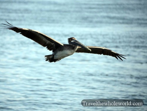 Florida Pelican