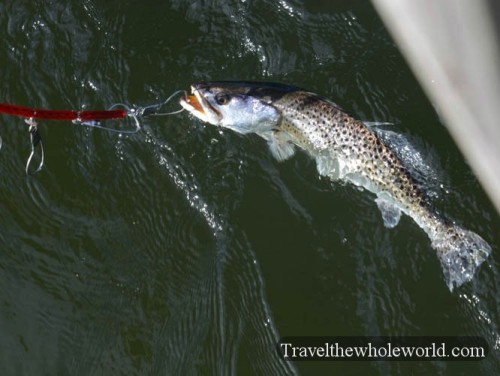 Florida Fishing Trout