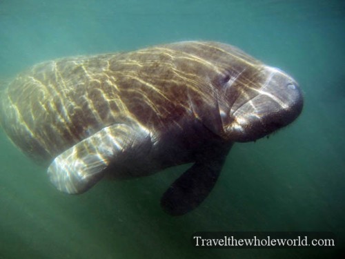 Florida Manatee