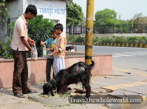 India New Delhi Goats