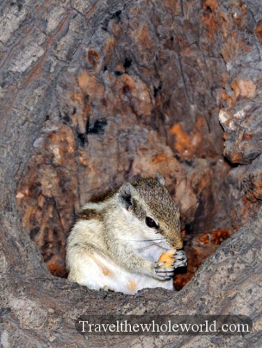 India Squirrel