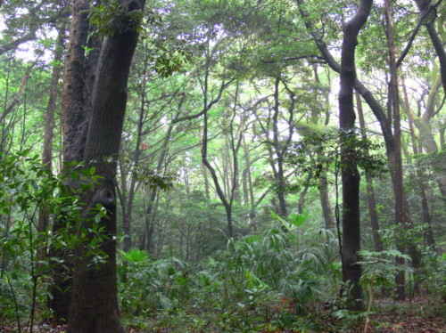 Meija Jinku Forest Japan Meija Jinku Forest