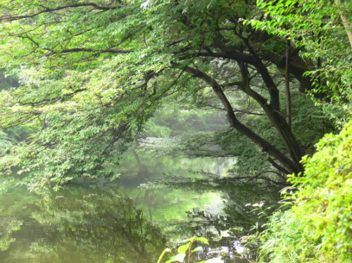 Koi Pond Japan Meija Jinku Pond