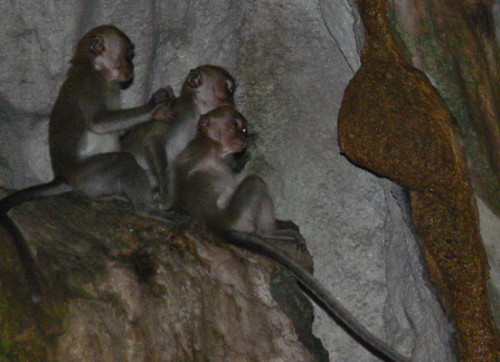 Malaysia Batu Cave Monkeys
