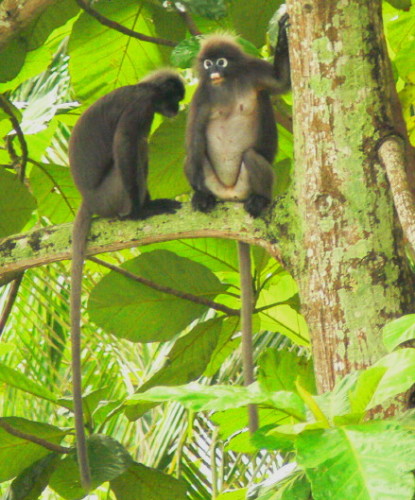 Malaysia Monkeys
