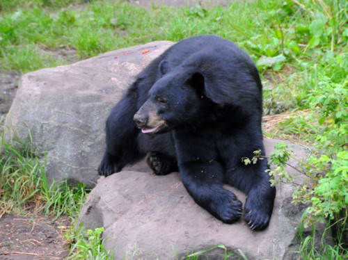 Minnesota Superior Forest Bear Adult