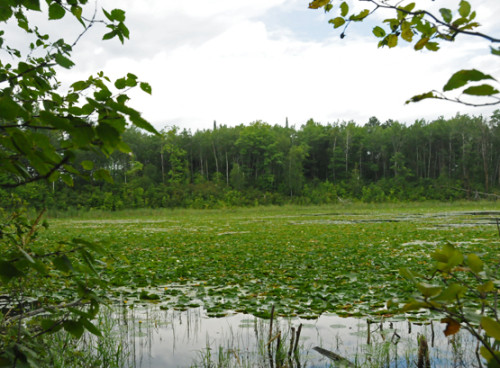 Minnesota Superior Forest Pond