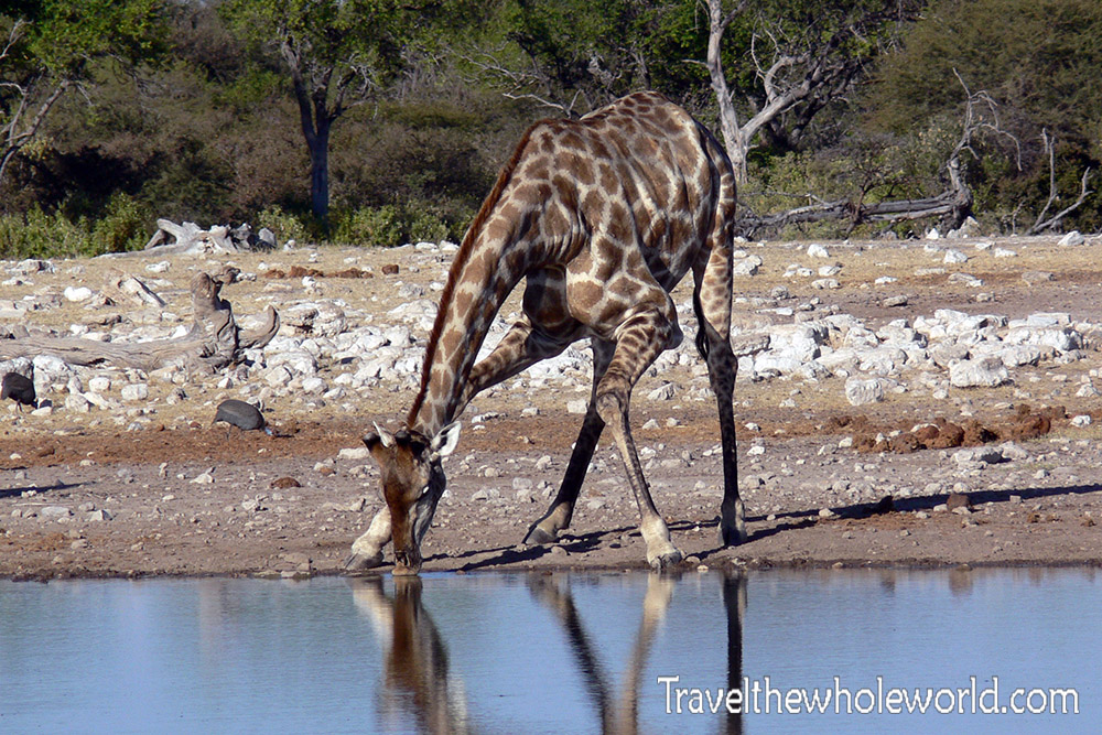 Namibia Etosha_Giraffe Drinking