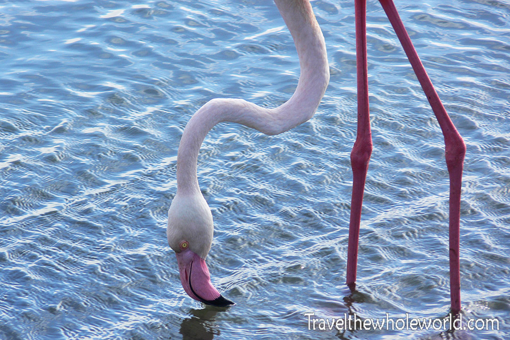 Namibia Flamingo