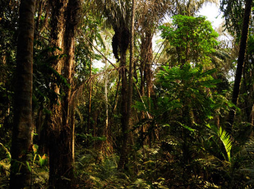 Nigeria Lekki Conservation Jungle