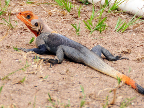 Nigeria Lekki Conservation Lizard