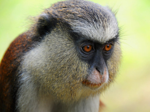 Nigeria Lekki Conservation Monkey