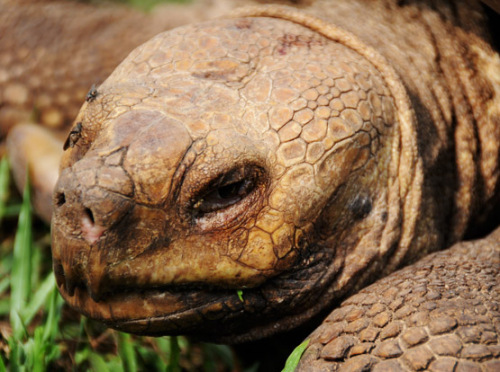 Nigeria Lekki Conservation Tortoise Head