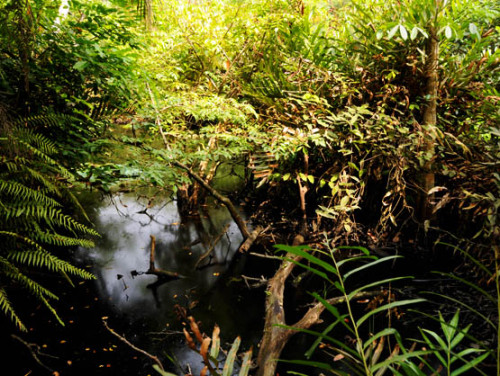 Nigeria Lekki Conservation Wetlands