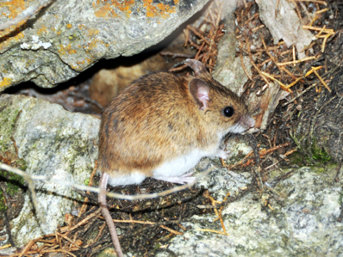 Pakistan Northern Area Mouse