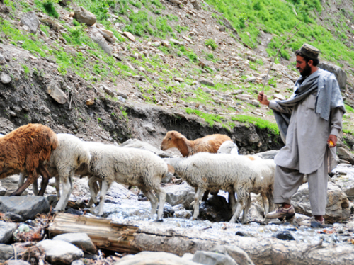 Pakistan Sheep Herder