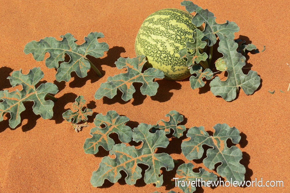 Sudan Sand Plant Melon