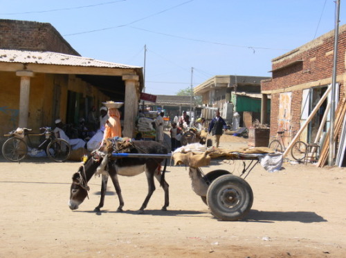 Sudan Donkey
