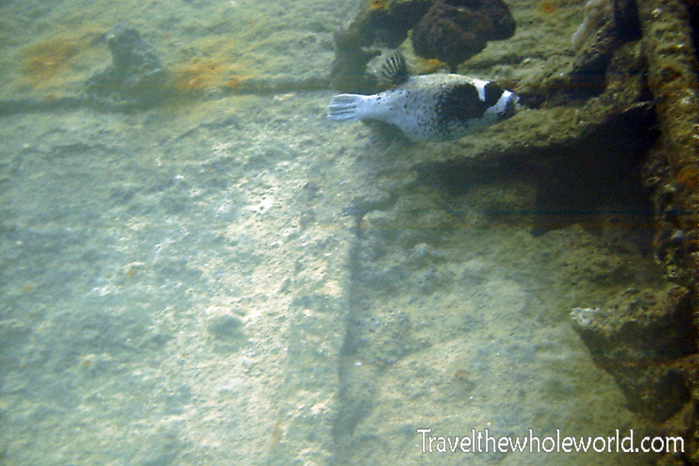 Sudan Red Sea Fish Puffer