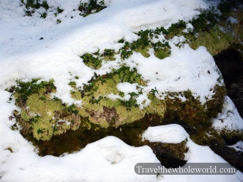 Sweden Tannforsen Snow Moss