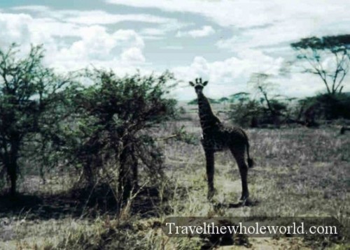 Tanzania Giraffe