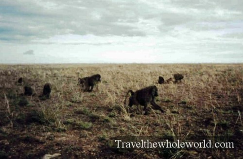 Tanzania Baboons