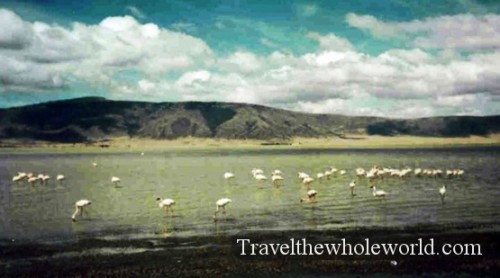 Tanzania Flamingos