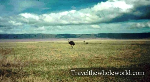 Tanzania Ostrich