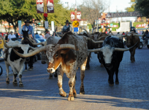 Texas Fort Worth Stockyards Cattle Run