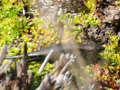 Carstensz Pyramid Meadows Lizard