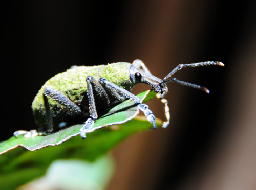 Carstensz Pyramid Rainforest Bug